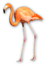 flaminqo